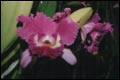 Bangkok-Orkide