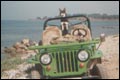 1953 Willis Jeep - Tuzla